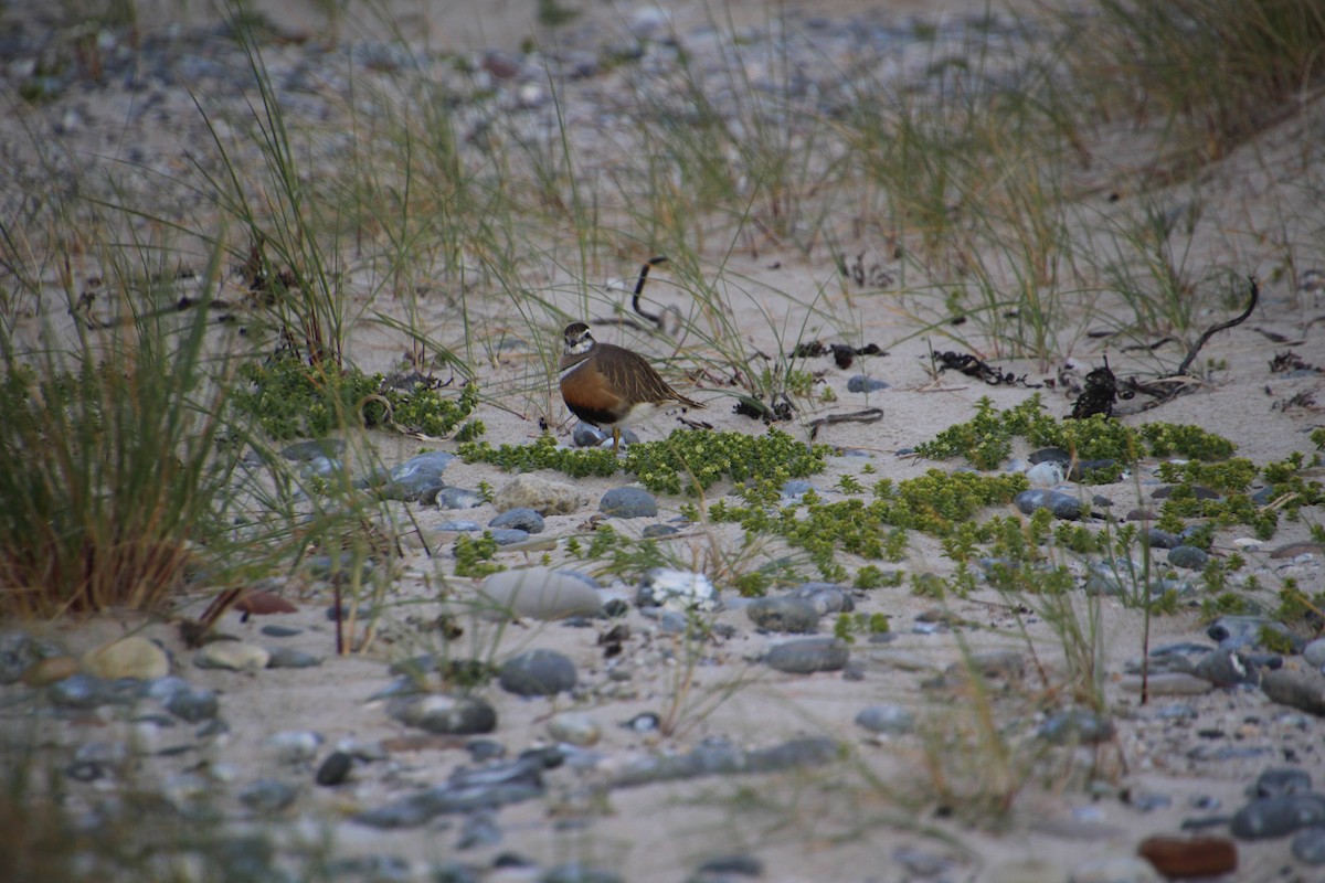 Eurasian Dotterel - ML637095267