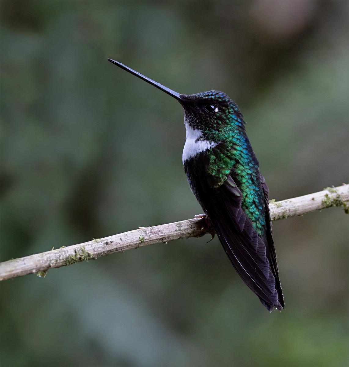 Collared Inca (Collared) - ML637095294