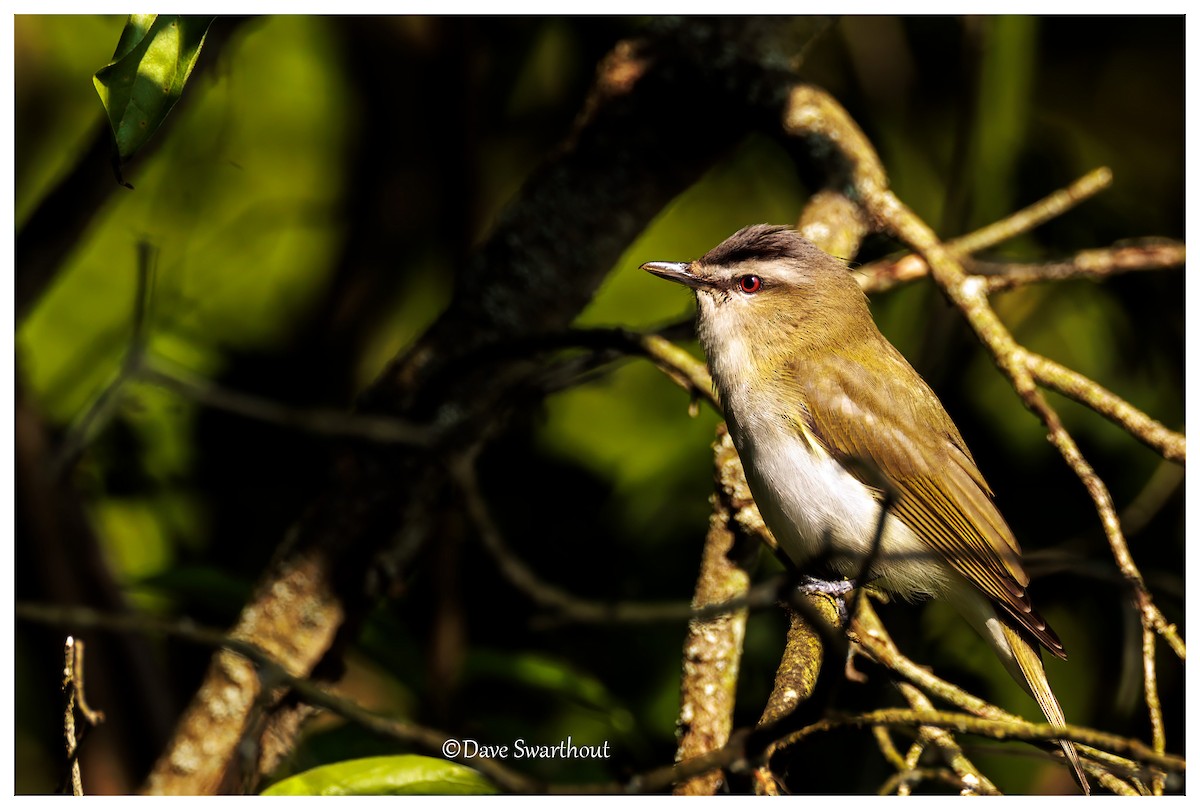 Red-eyed Vireo - ML637095335