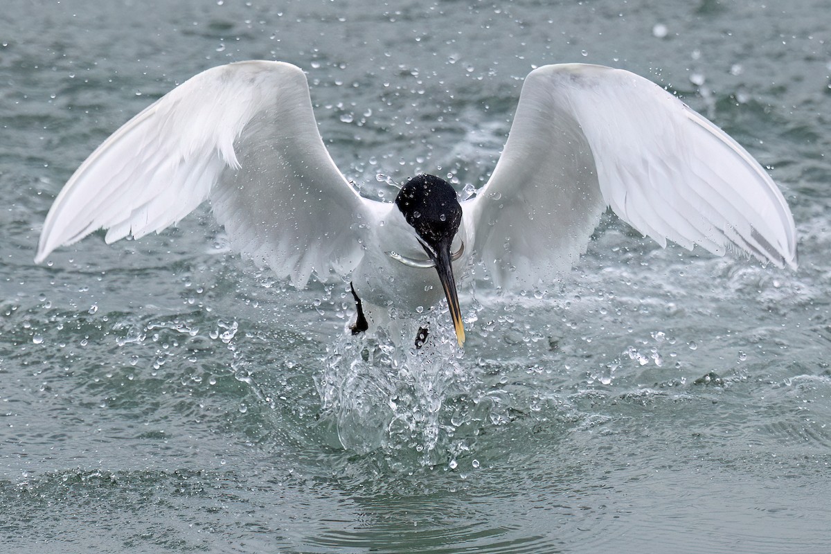 Sandwich Tern (Eurasian) - ML637095344