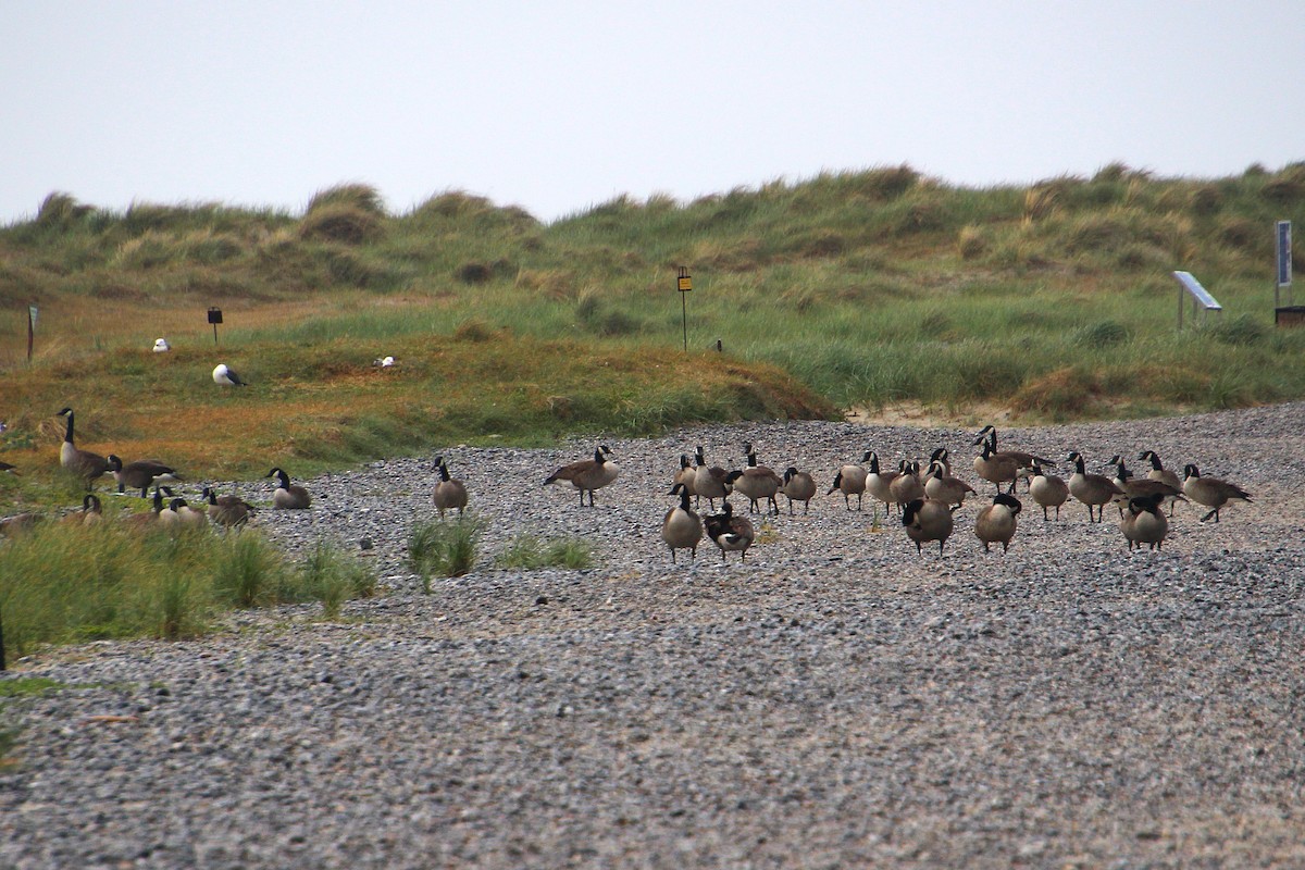 Canada Goose - ML637095355