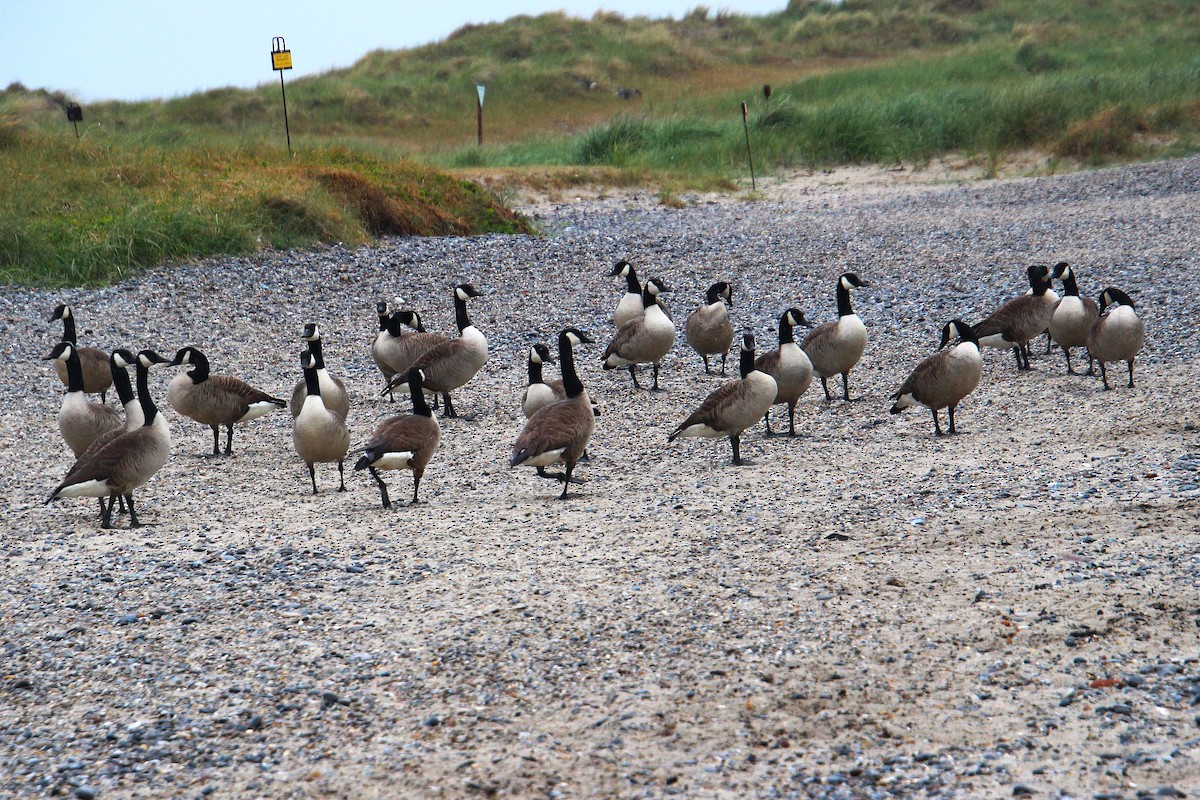 Canada Goose - ML637095356