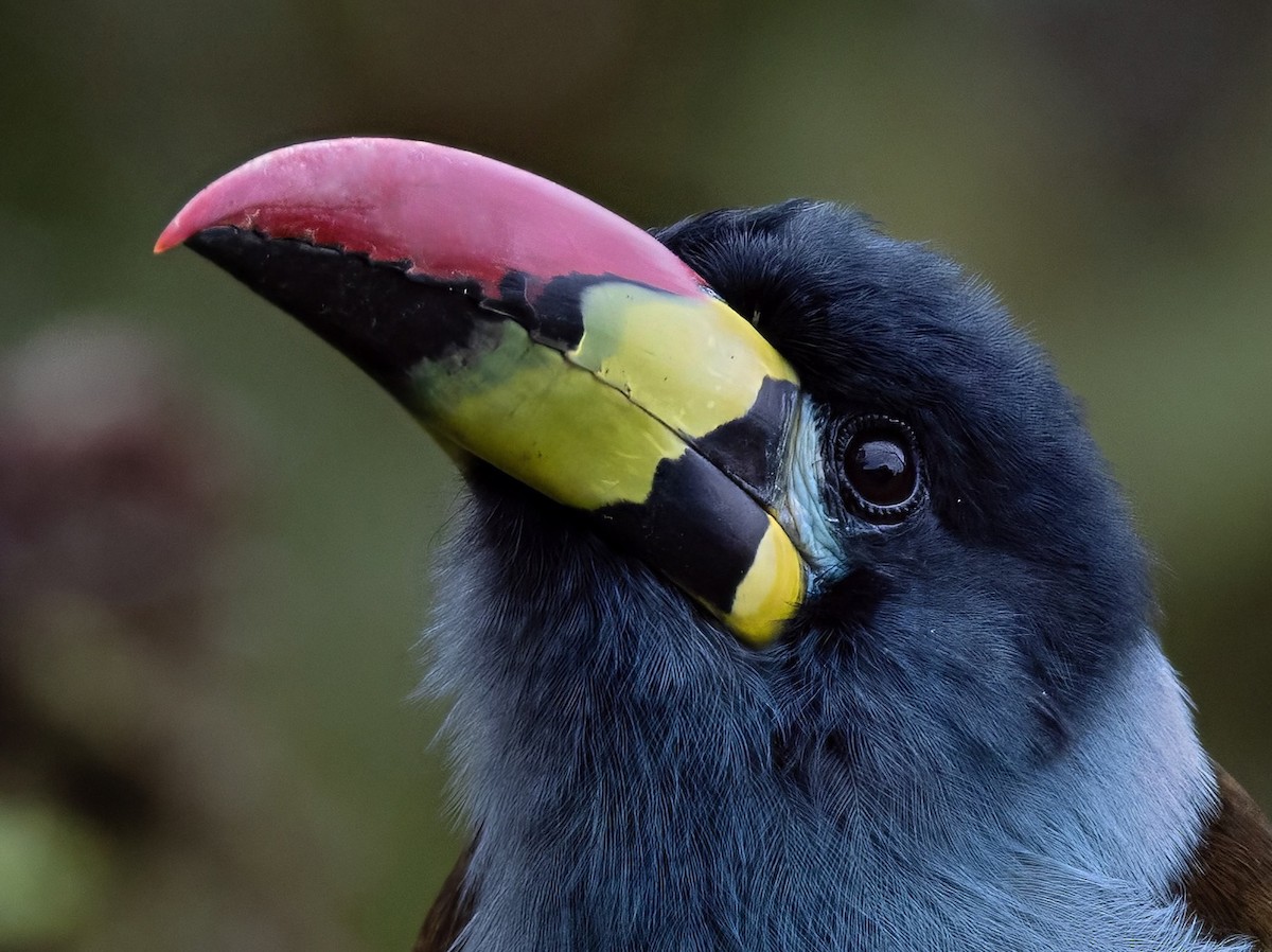 Gray-breasted Mountain-Toucan - ML637095371