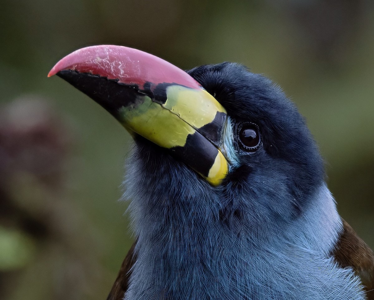 Gray-breasted Mountain-Toucan - ML637095372