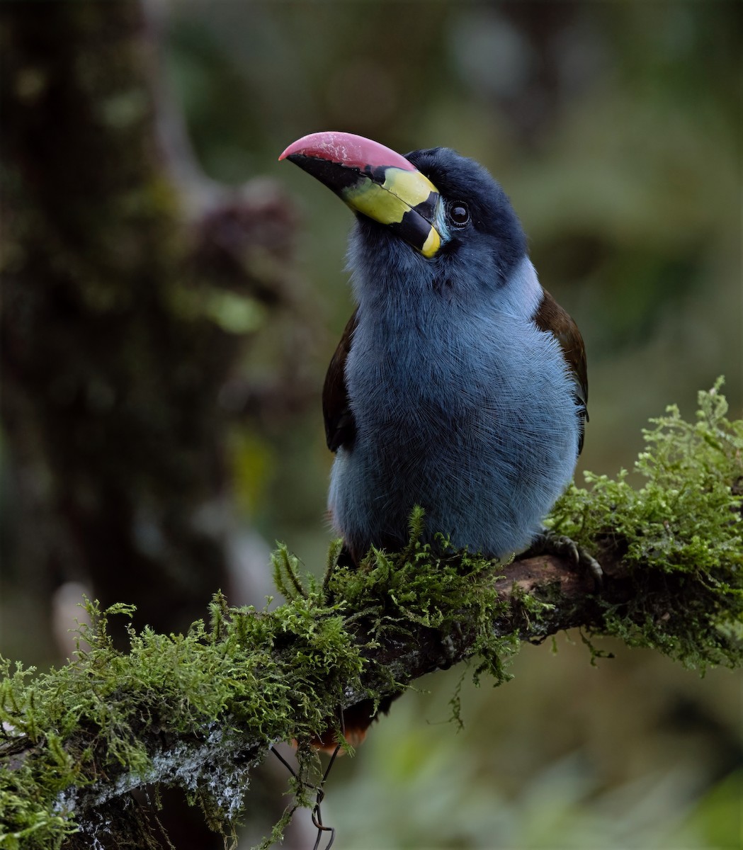 Gray-breasted Mountain-Toucan - ML637095373