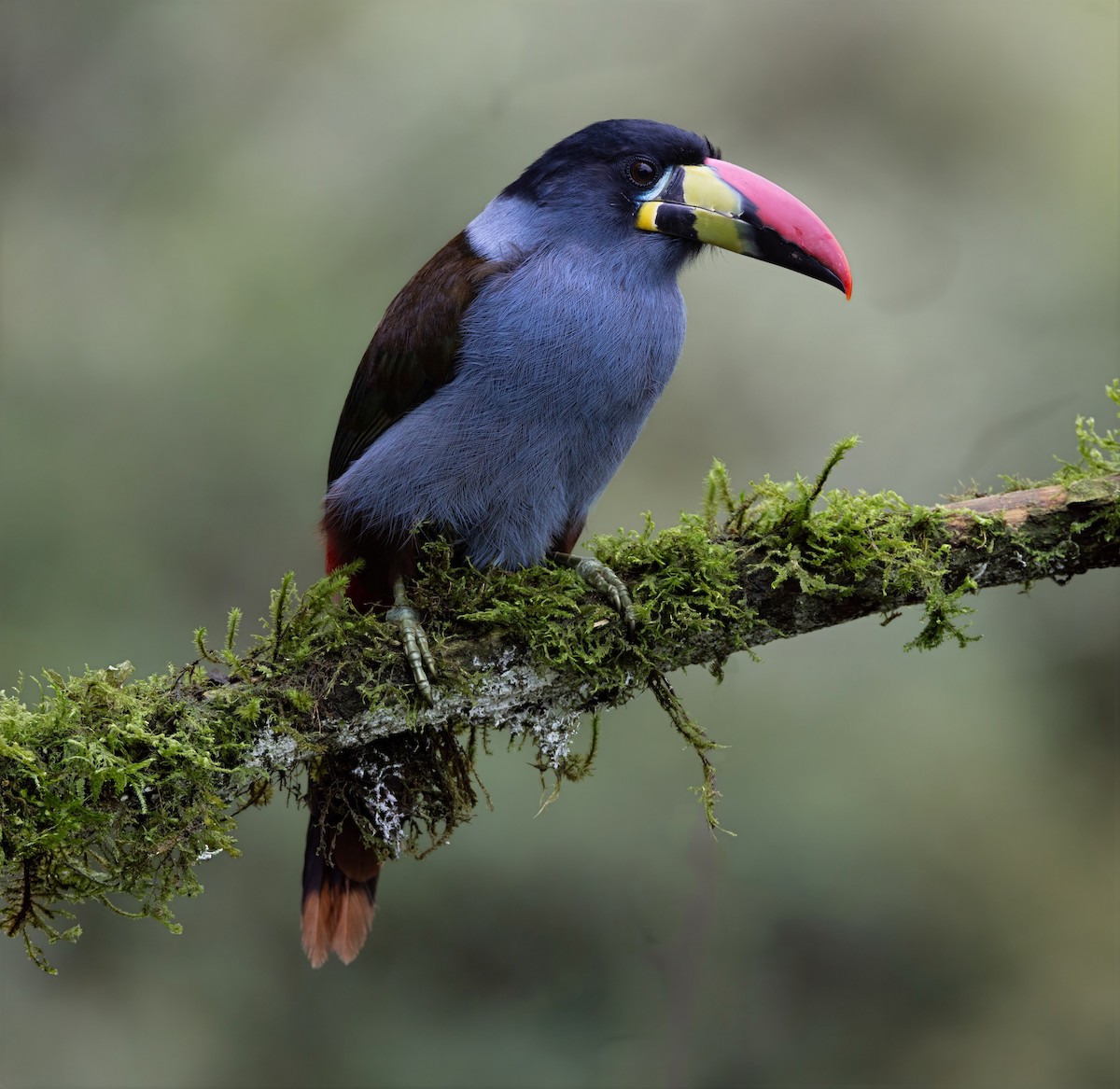 Gray-breasted Mountain-Toucan - ML637095374