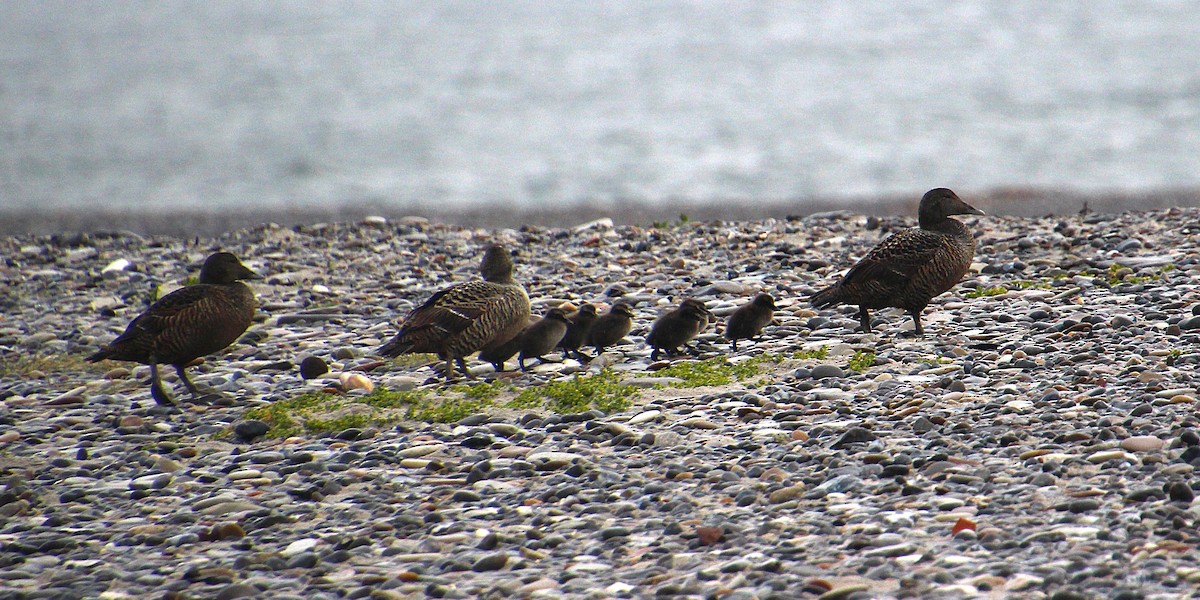 Common Eider - ML637095380