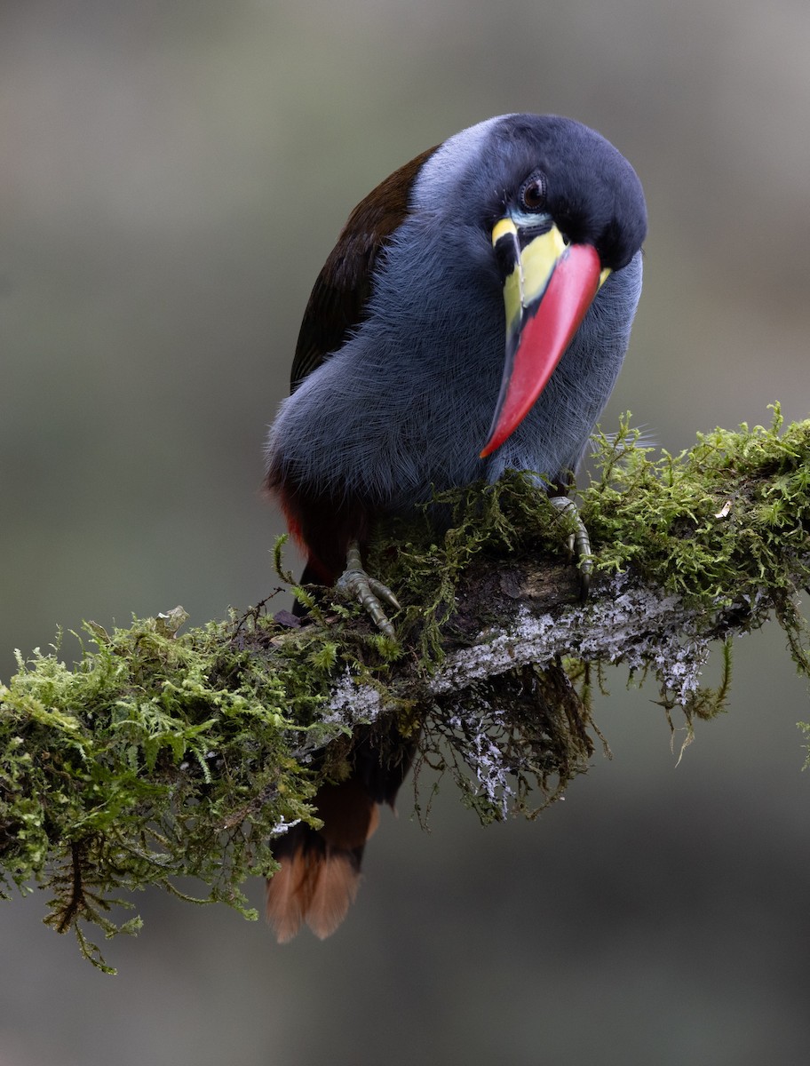 Gray-breasted Mountain-Toucan - ML637095392
