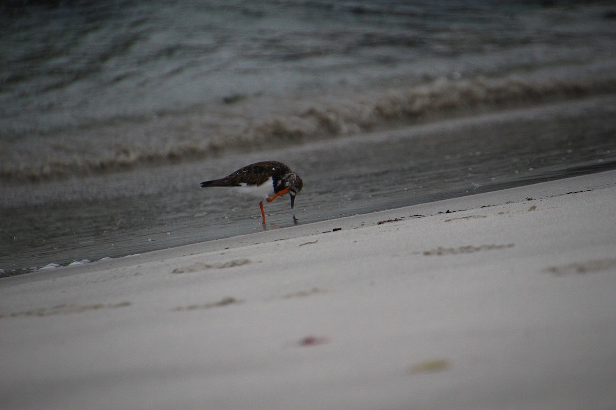 Ruddy Turnstone - ML637095400