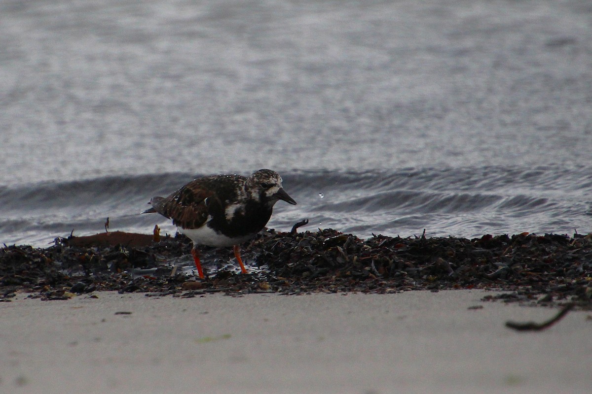 Ruddy Turnstone - ML637095408