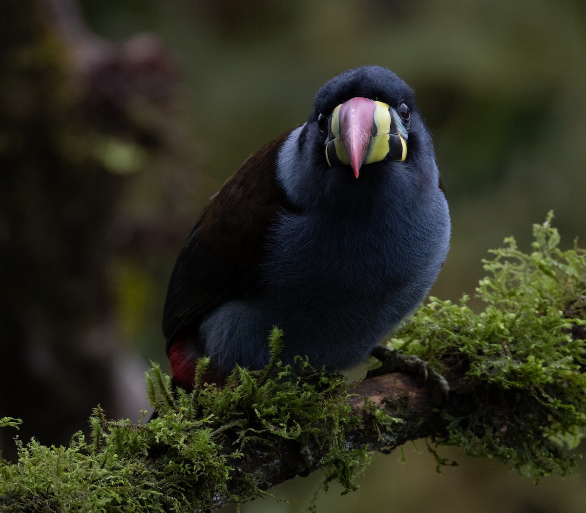 Gray-breasted Mountain-Toucan - ML637095411