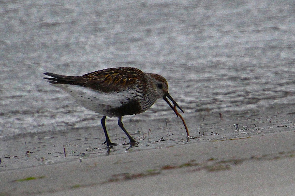 Dunlin - ML637095425