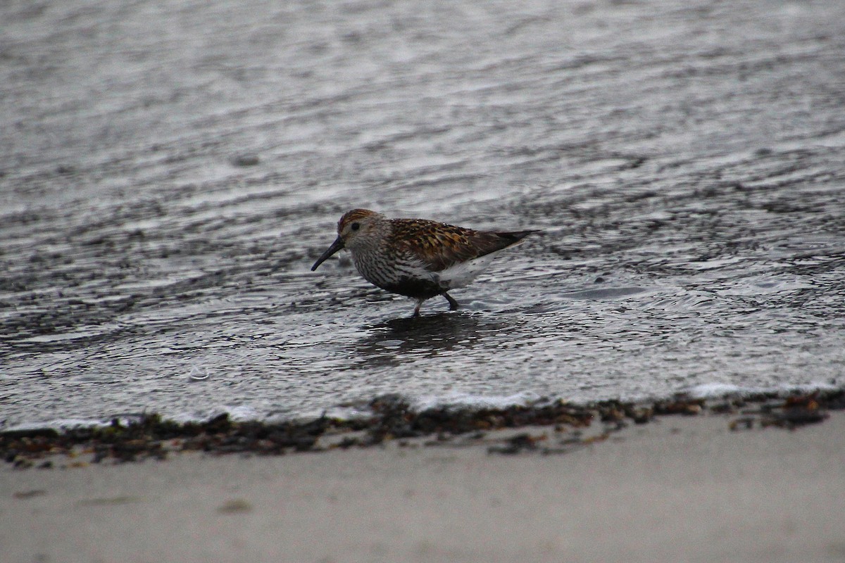 Dunlin - ML637095426