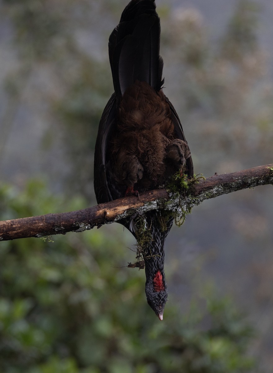 Andean Guan - ML637095535
