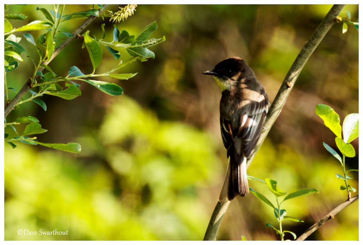 Eastern Phoebe - ML637095558