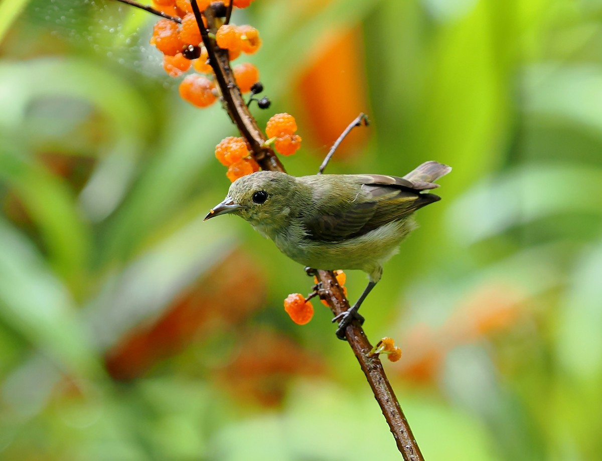 Plain Flowerpecker - ML637095584