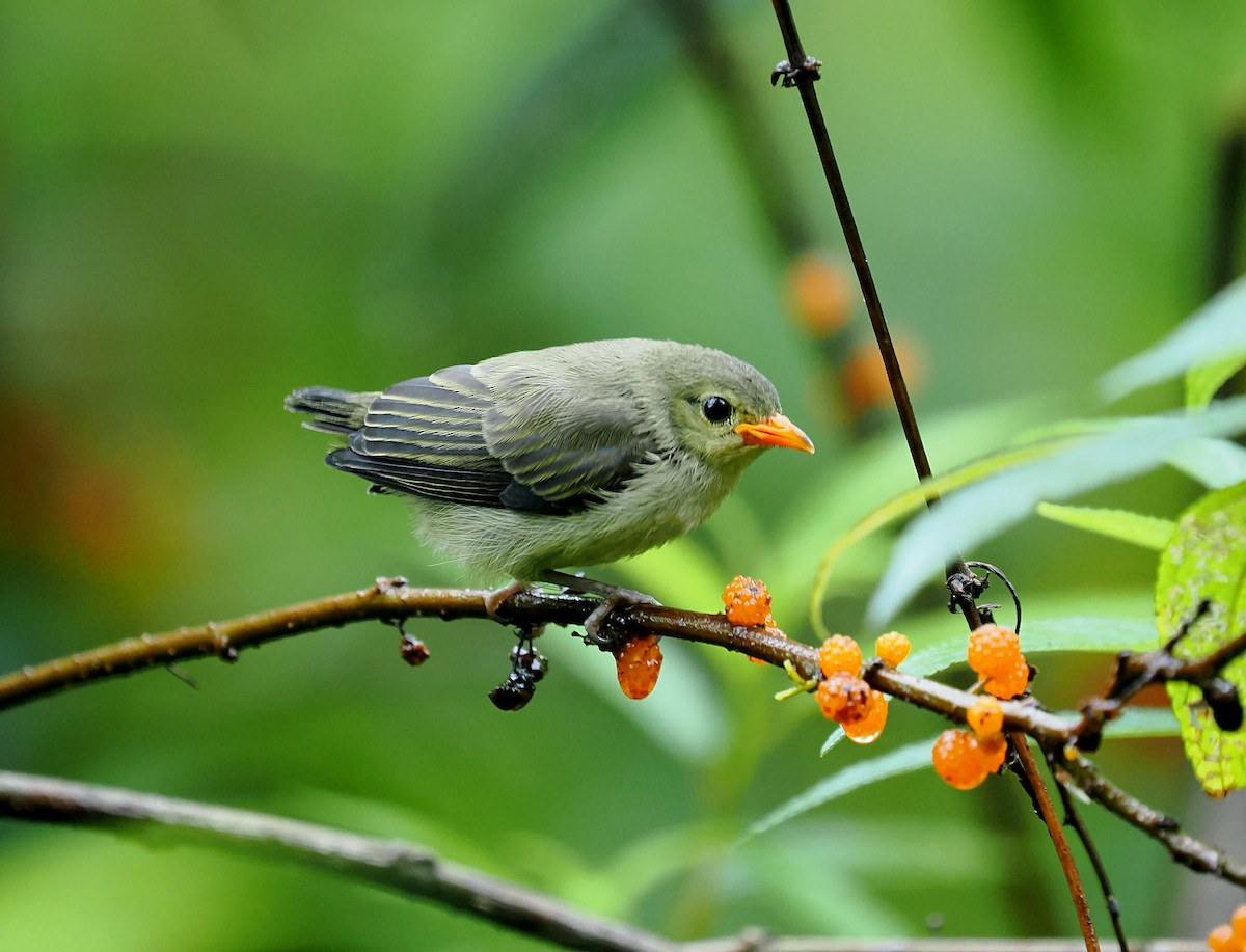 Plain Flowerpecker - ML637095588