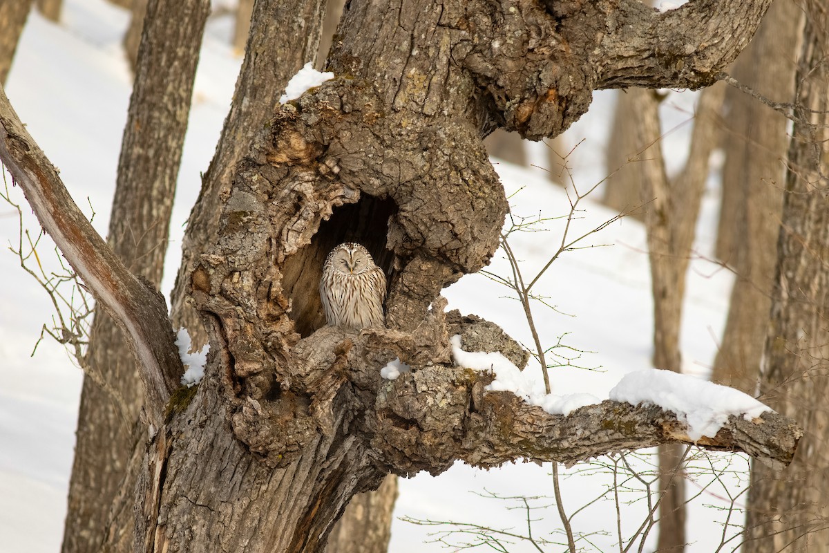Ural Owl (Ural) - ML637095592