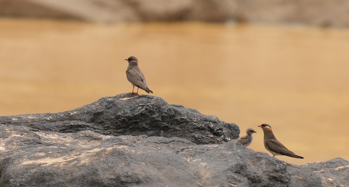 Rock Pratincole - ML637095627