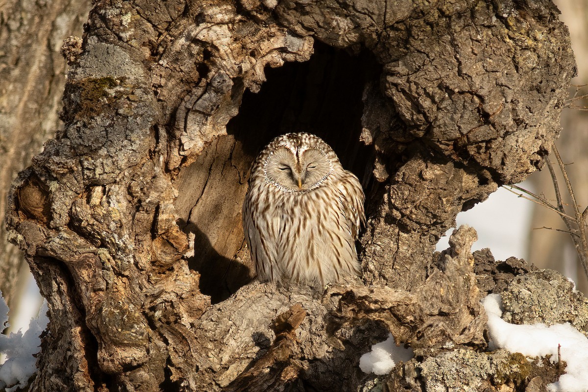Ural Owl (Ural) - ML637095632