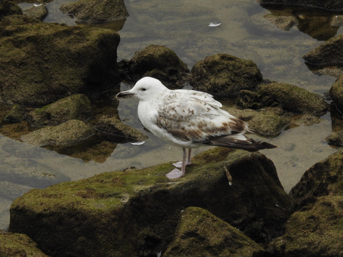 Caspian Gull - ML637095636
