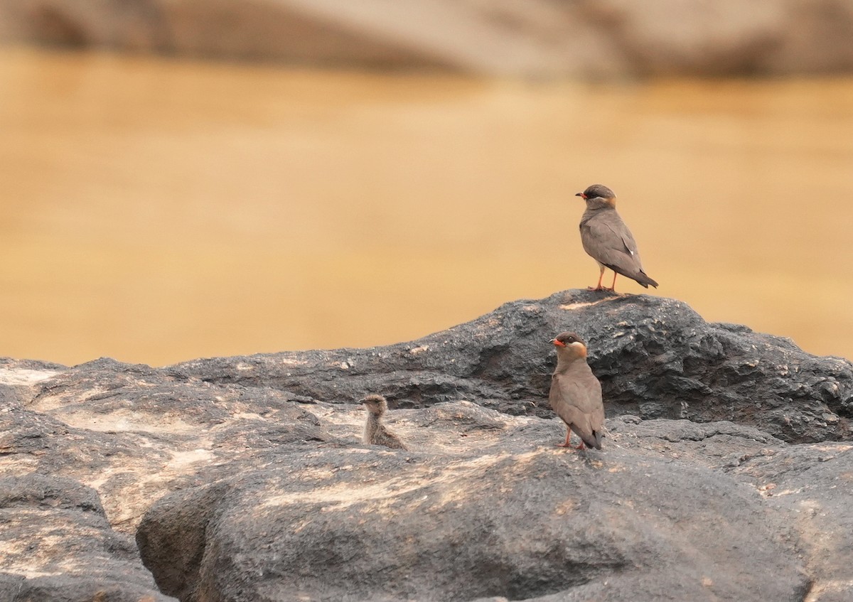 Rock Pratincole - ML637095643