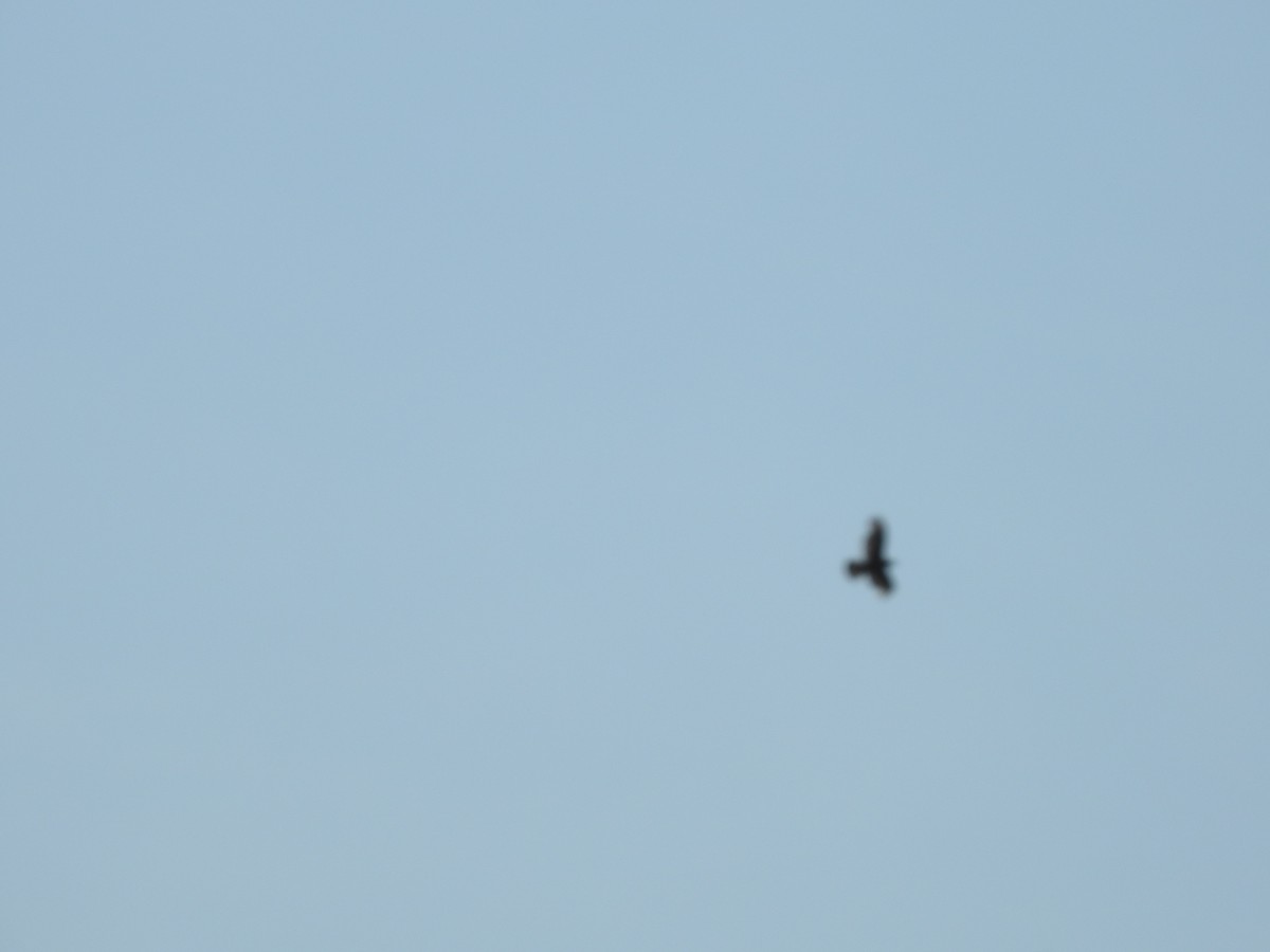Buteo sp. - ML637095644