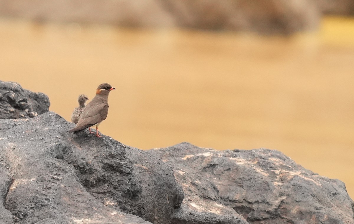 Rock Pratincole - ML637095649
