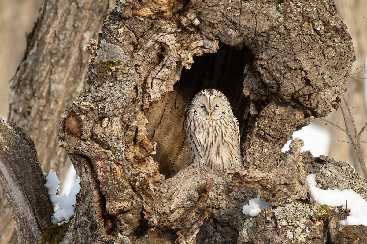 Ural Owl (Ural) - ML637095660