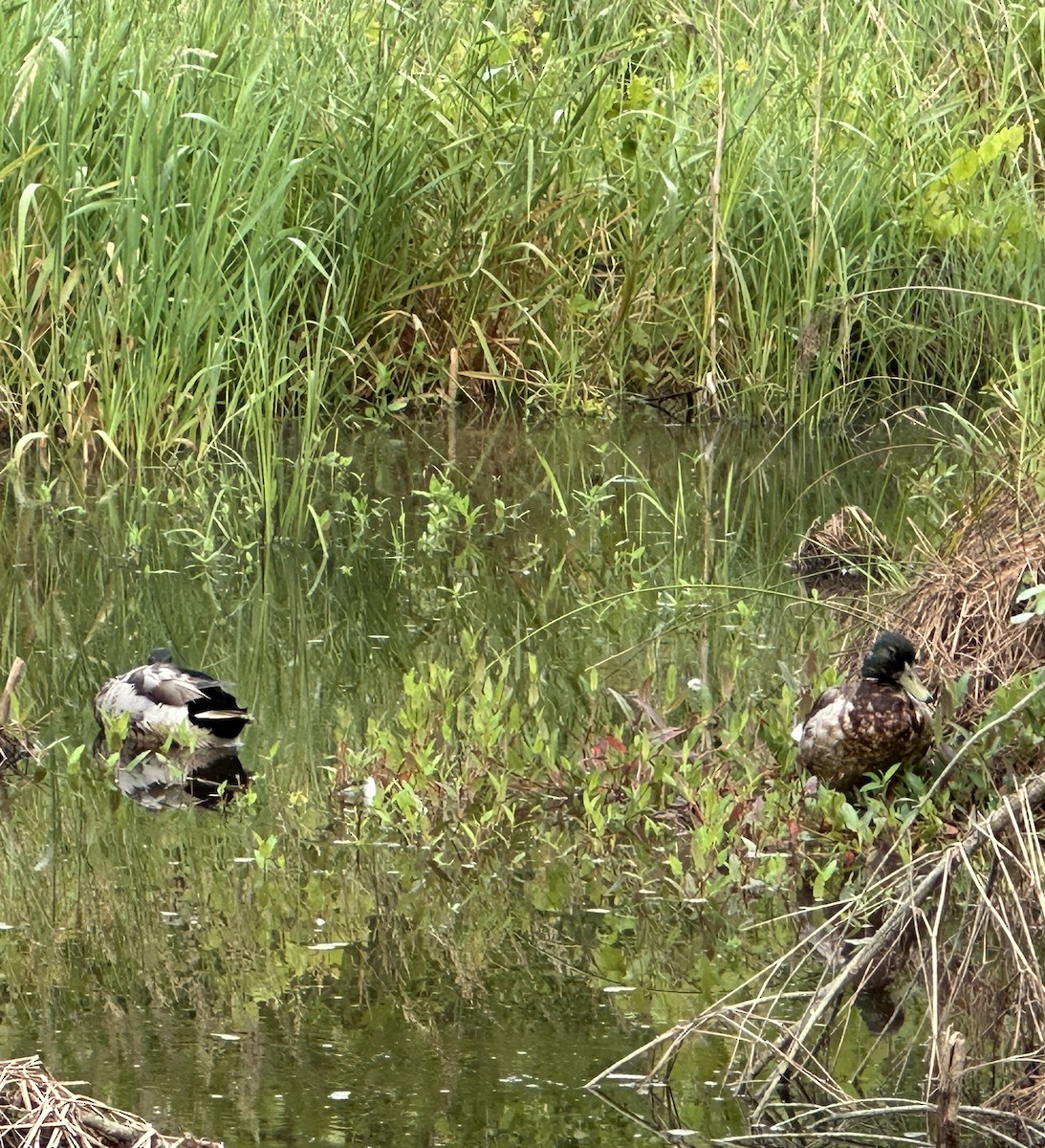 Mallard - ML637095698