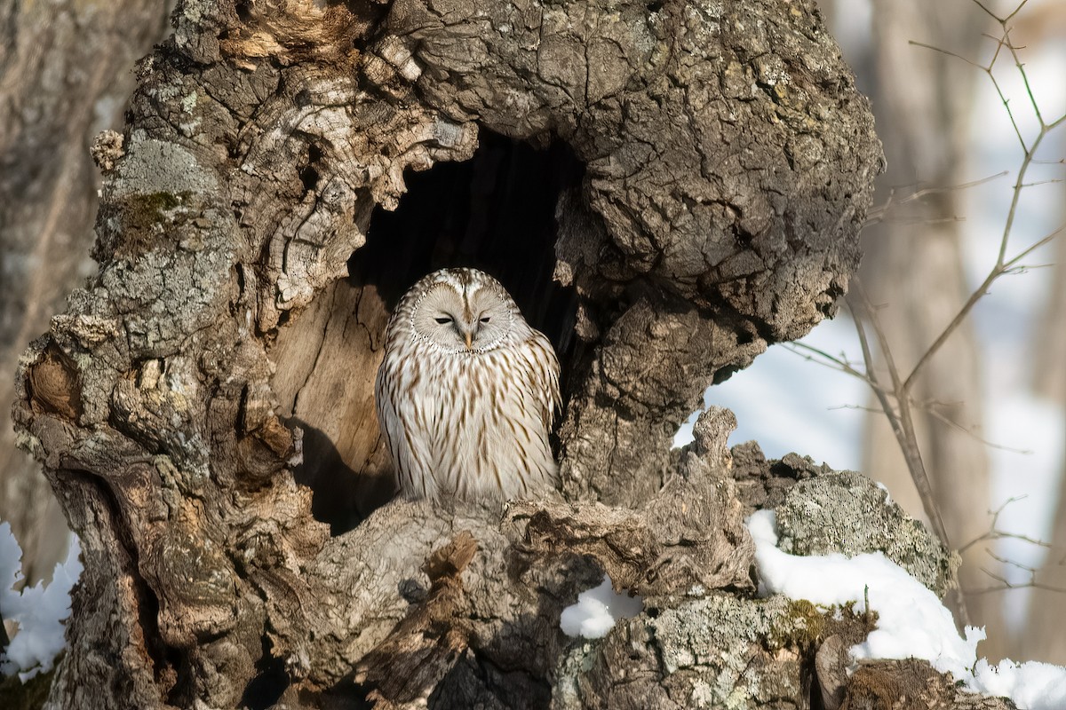 Ural Owl (Ural) - ML637095703