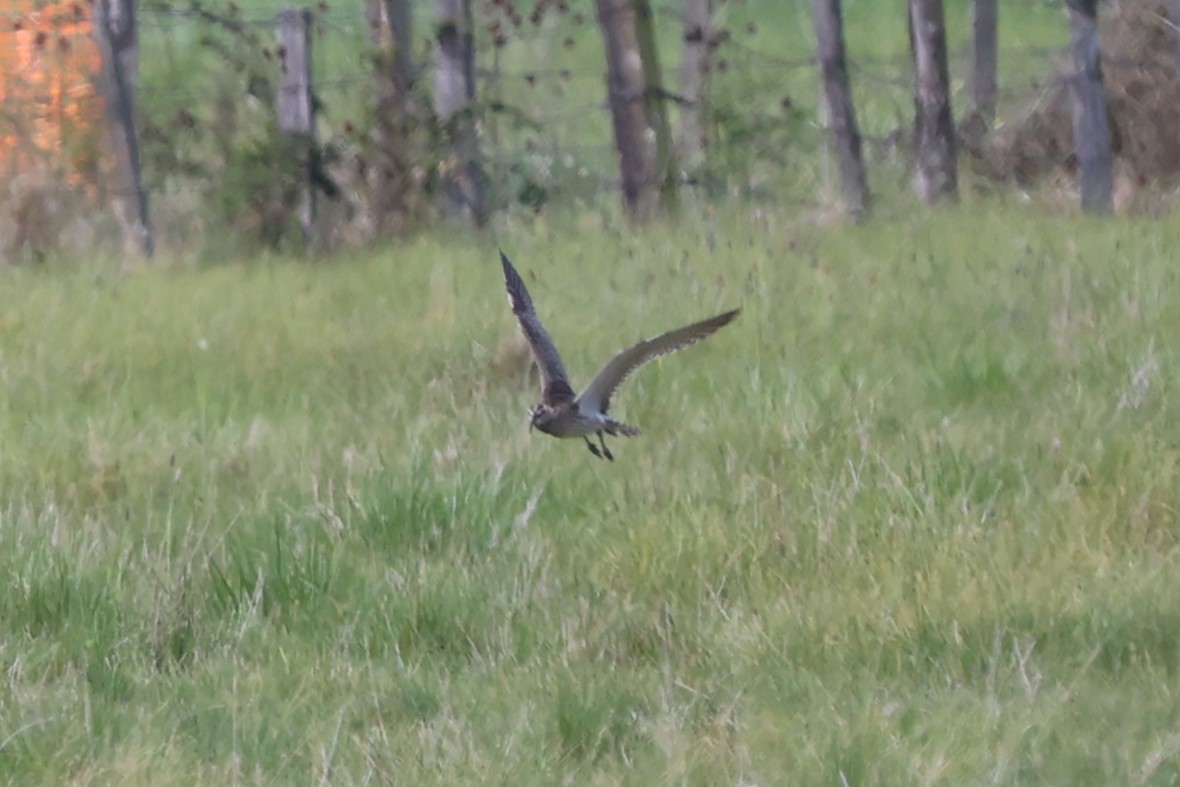 Eurasian Whimbrel (European) - ML637095790