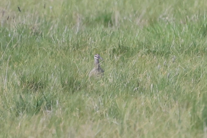 Eurasian Whimbrel (European) - ML637095791