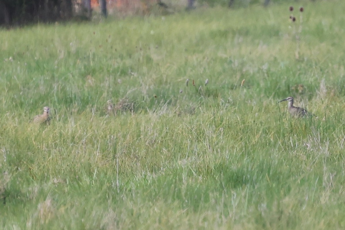 Eurasian Whimbrel (European) - ML637095792