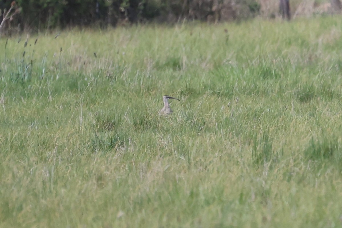 Eurasian Whimbrel (European) - ML637095793