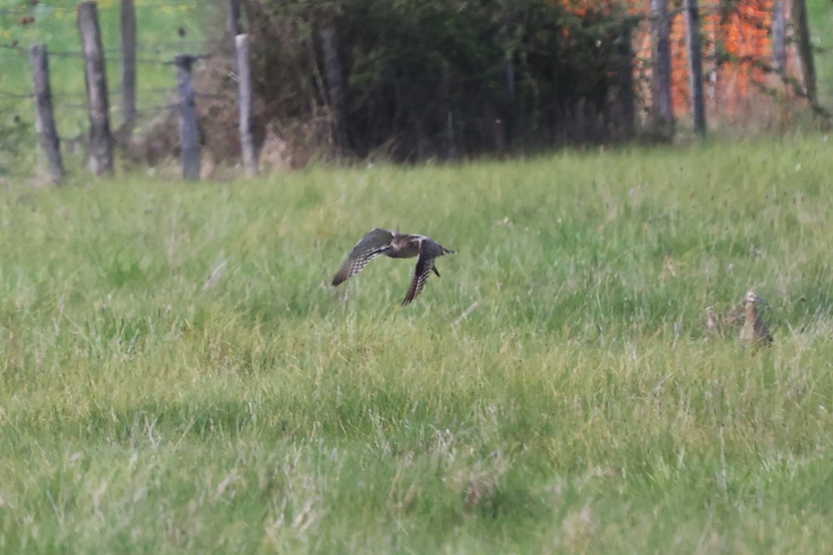 Eurasian Whimbrel (European) - ML637095794