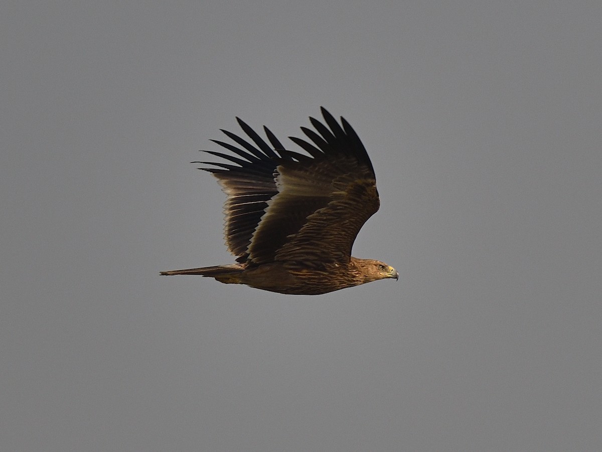 Aigle impérial - ML637095829