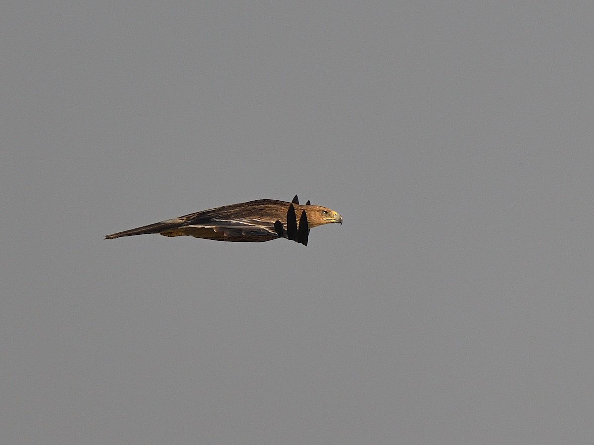 Aigle impérial - ML637095830