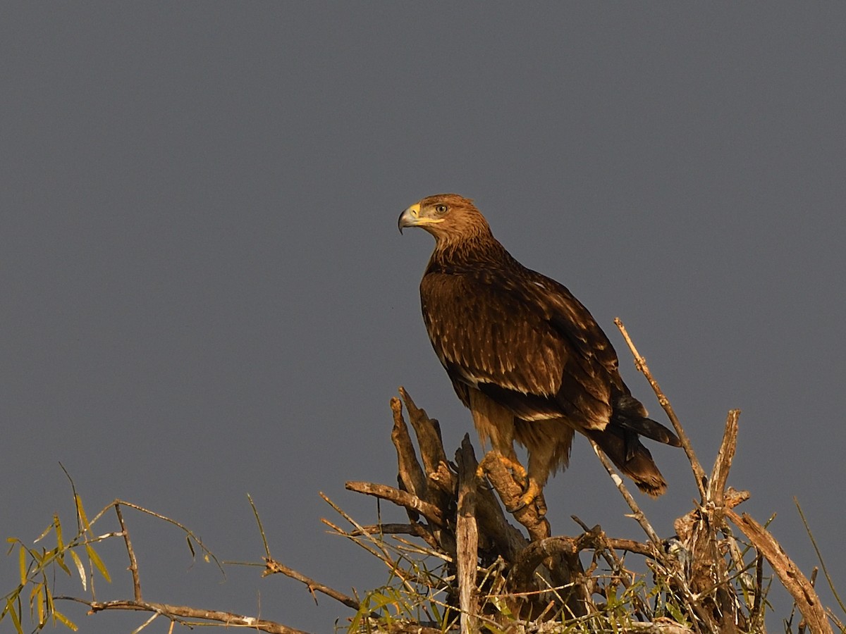 Aigle impérial - ML637095833