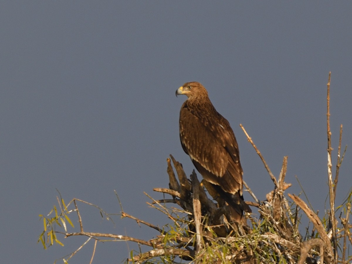 Aigle impérial - ML637095834
