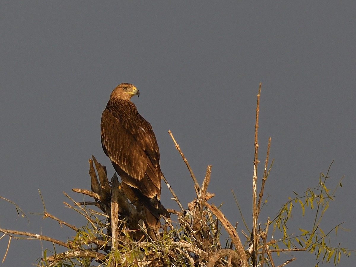 Aigle impérial - ML637095835