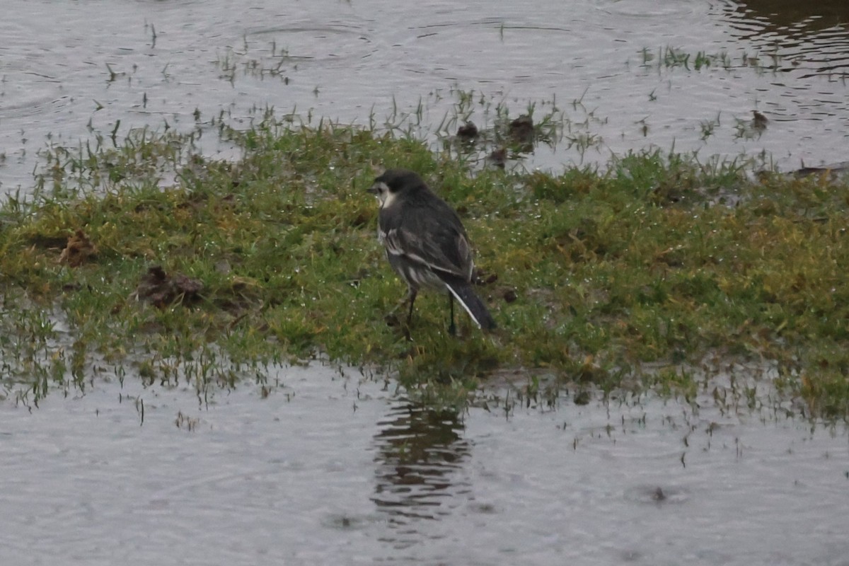 White Wagtail (British) - ML637095855