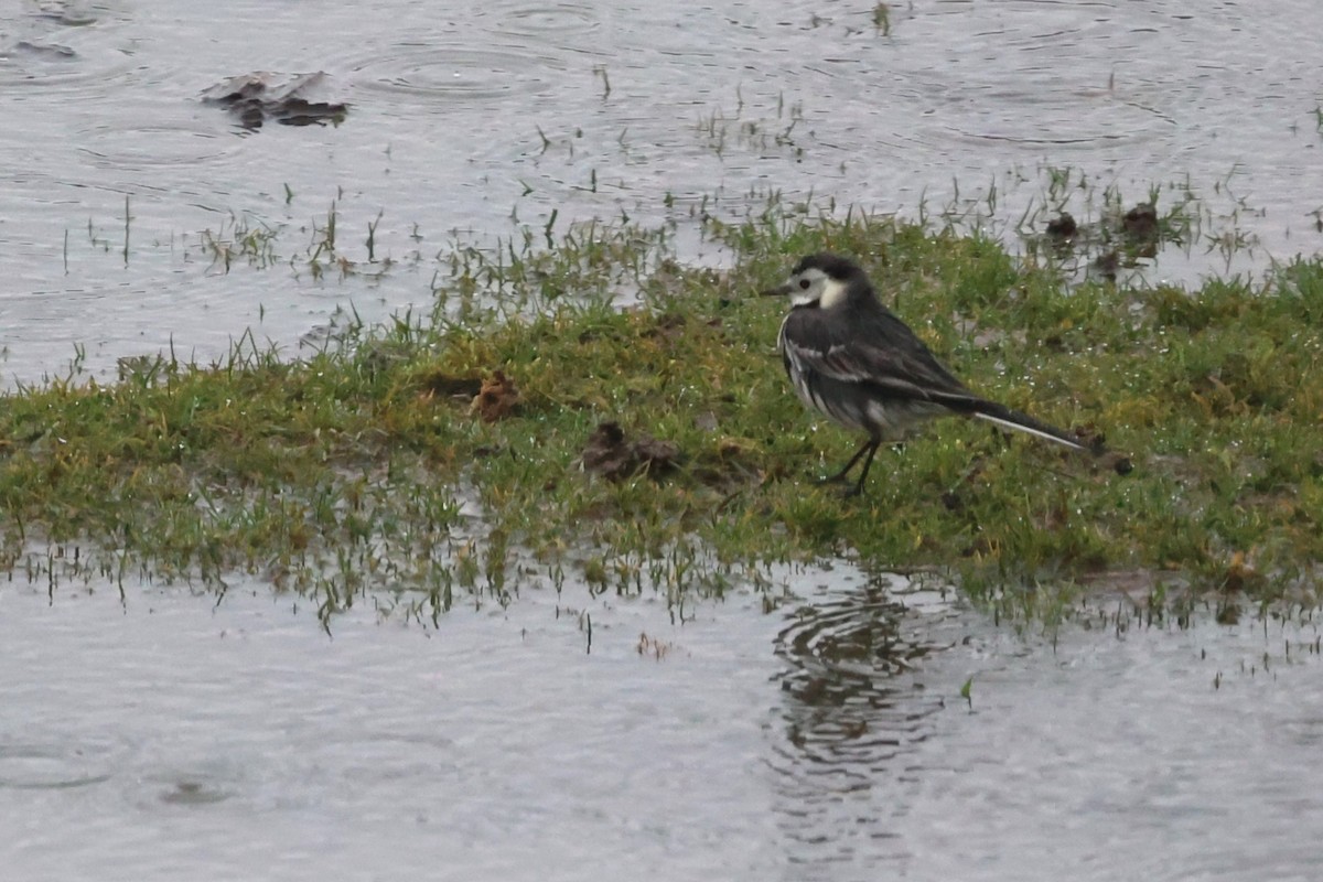 White Wagtail (British) - ML637095856