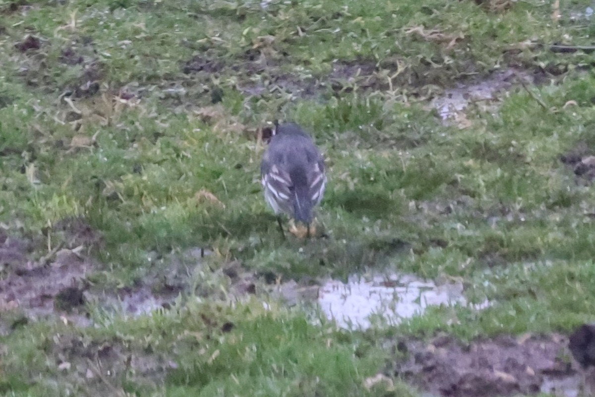 White Wagtail (British) - ML637095857