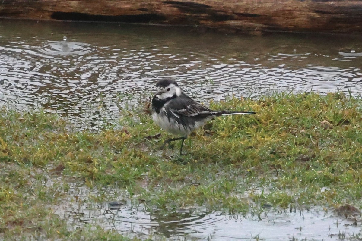 White Wagtail (British) - ML637095858