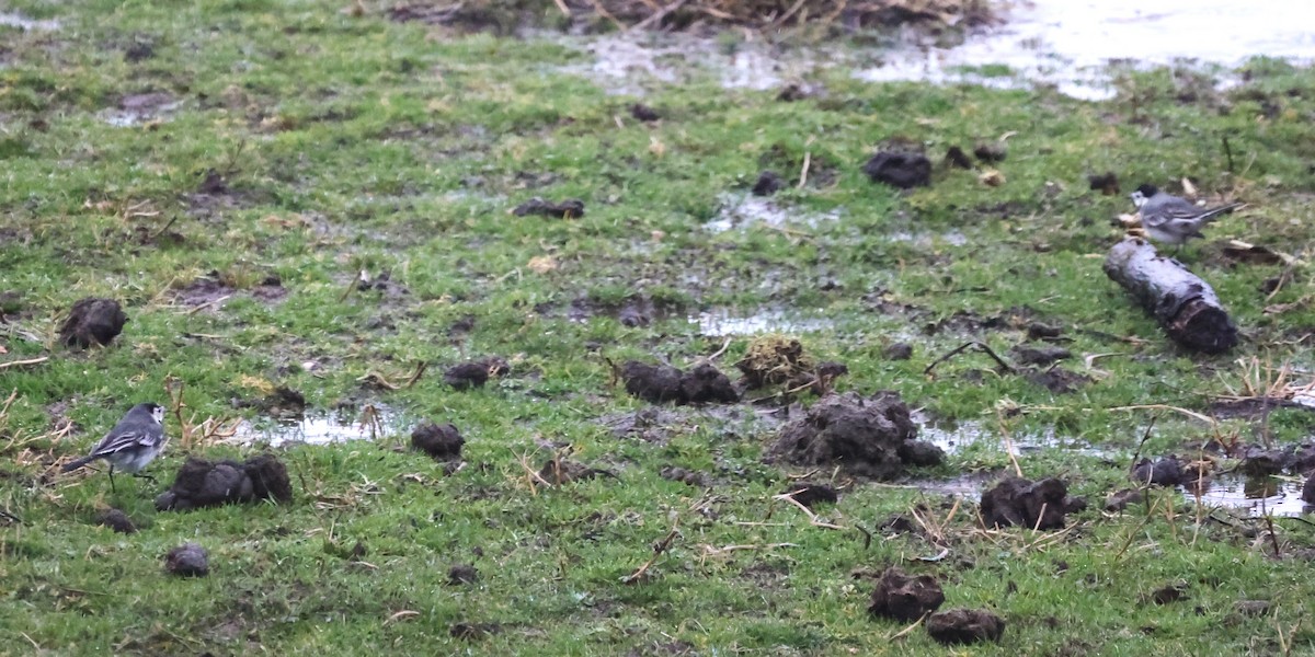 White Wagtail (British) - ML637095859