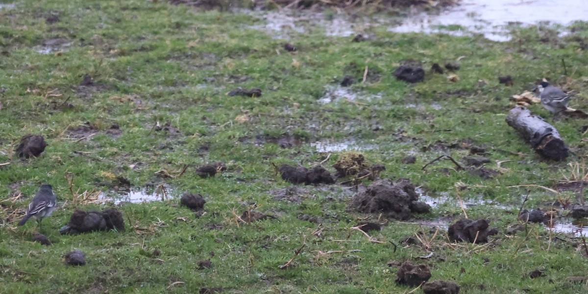 White Wagtail (British) - ML637095860