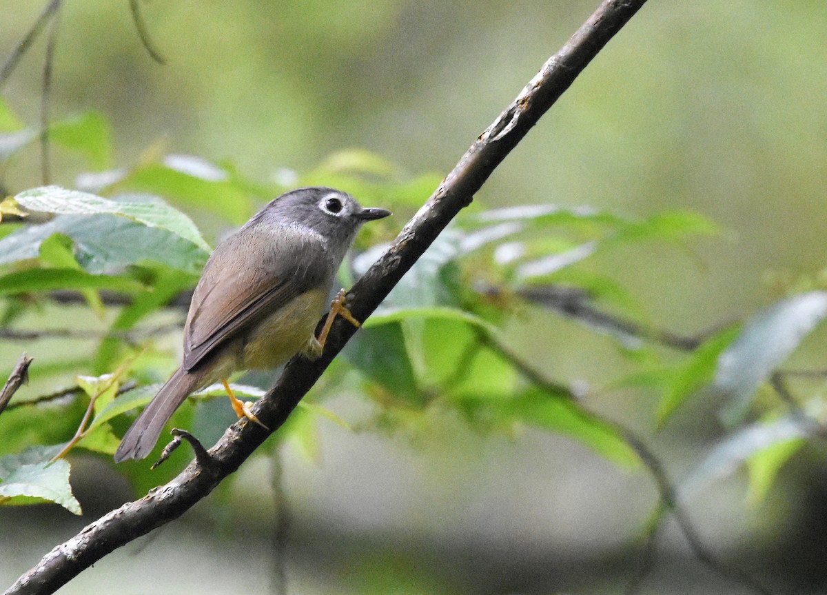 Morrison's Fulvetta - ML637095911
