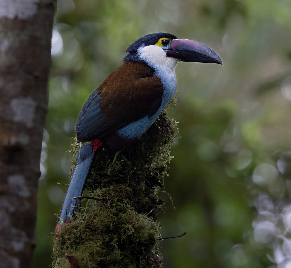 Black-billed Mountain-Toucan - ML637095912