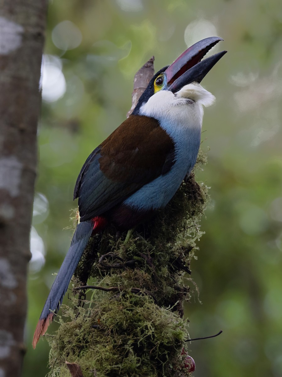 Black-billed Mountain-Toucan - ML637095913